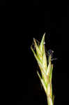 Bome-like sedge